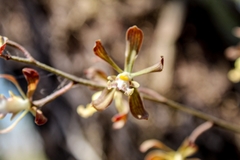 Encyclia adenocarpa