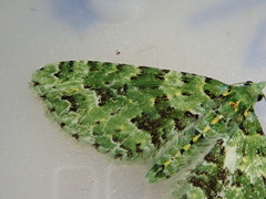 Pasiphila melochlora