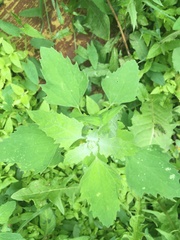 Chenopodium album