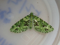 Pasiphila melochlora