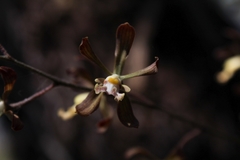 Encyclia adenocarpa