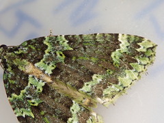 Austrocidaria callichlora