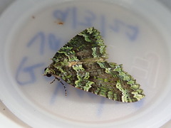 Austrocidaria callichlora