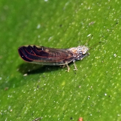 Anoeconeossa