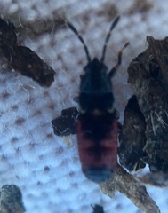 Ischnodemus sabuleti