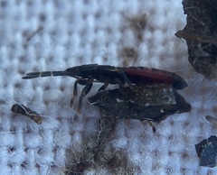Ischnodemus sabuleti