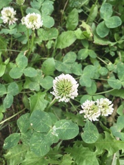 Trifolium repens