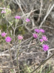 Senecio purpureus