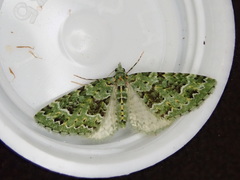 Pasiphila melochlora