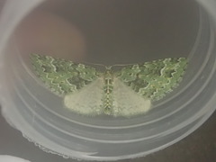 Pasiphila melochlora