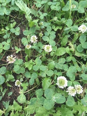Trifolium repens