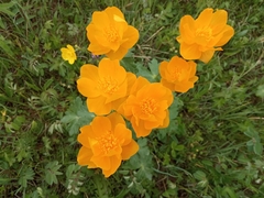 Trollius asiaticus