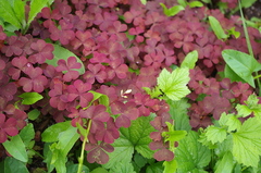 Oxalis stricta rufa