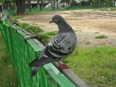 Columba livia domestica