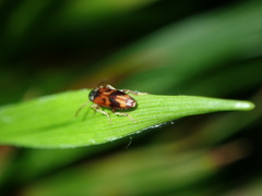Hypulus quercinus