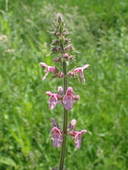 Stachys alpina