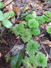 Dendrohypopterygium filiculiforme