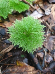 Dendrohypopterygium filiculiforme