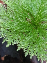 Dendrohypopterygium filiculiforme