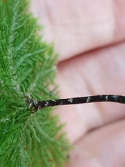 Dendrohypopterygium filiculiforme