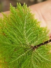 Dendrohypopterygium filiculiforme