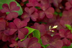 Oxalis stricta rufa