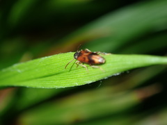 Hypulus quercinus