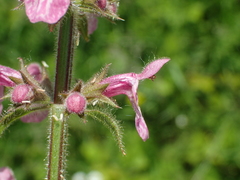 Stachys alpina