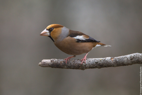 Kernbeißer (Coccothraustes coccothraustes)