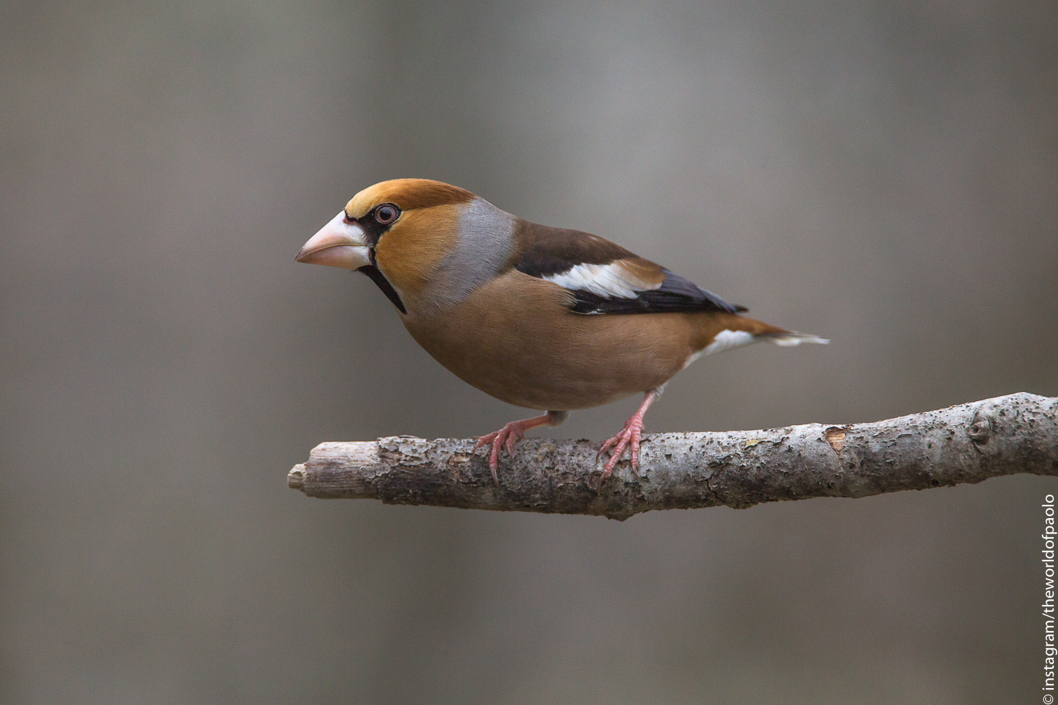 Hawfinch (Coccothraustes coccothraustes)