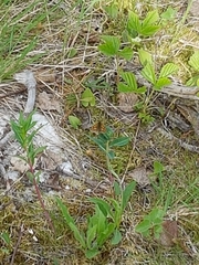 Carterocephalus