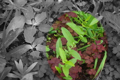 Convolvulus arvensis