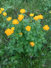 Trollius asiaticus