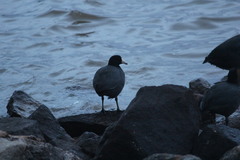 Fulica americana americana