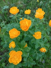 Trollius asiaticus