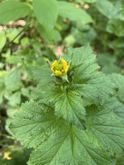 Geum macrophyllum