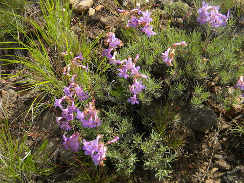 Penstemon gairdneri var. gairdneri