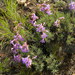 Gairdner's Penstemon - Photo (c) mhays, some rights reserved (CC BY-NC), uploaded by mhays
