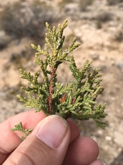 Juniperus arizonica