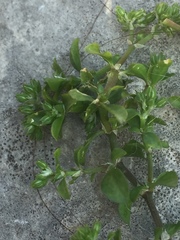 Polycarpon tetraphyllum