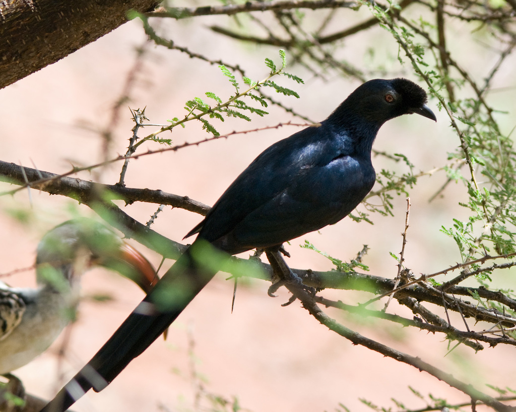Bristle-crowned Starling (Onychognathus salvadorii) photo