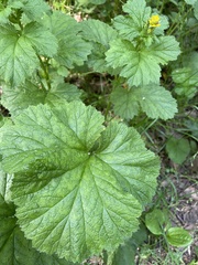 Geum macrophyllum