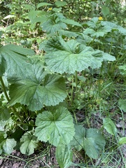 Geum macrophyllum