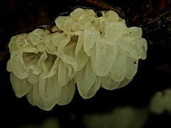 Physalacria pseudotropica