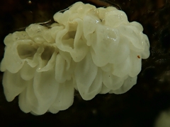 Physalacria pseudotropica