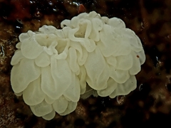 Physalacria pseudotropica