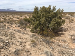 Juniperus arizonica