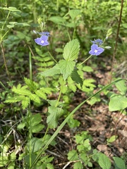 Veronica chamaedrys