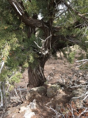 Juniperus arizonica