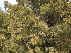 Juniperus arizonica